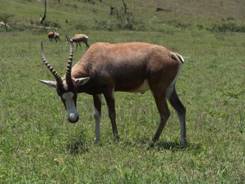 Mankazana Safaris
